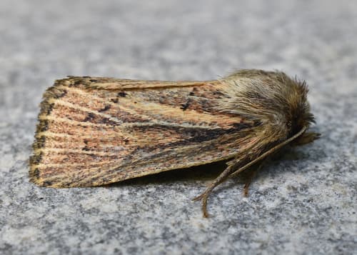 Tufted Sedge Moth
