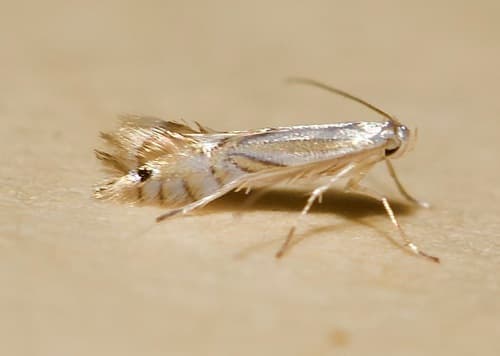 Tulip Tree Leaf Miner