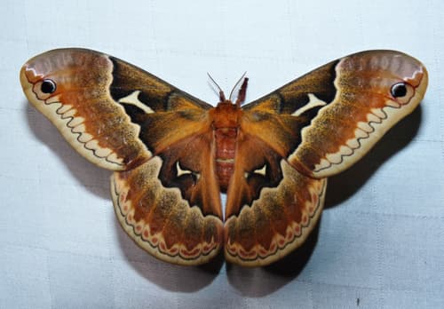 Tulip-tree Silkmoth