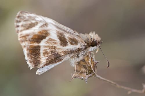 Turk's-cap White-Skipper