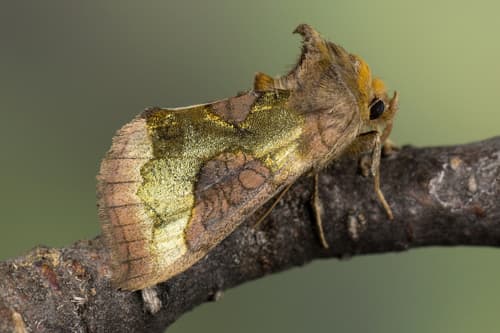 Tutt’s Burnished Brass