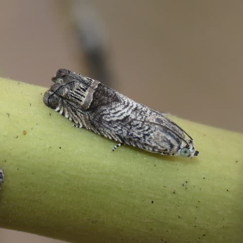 Twelve-lined Ofatulena