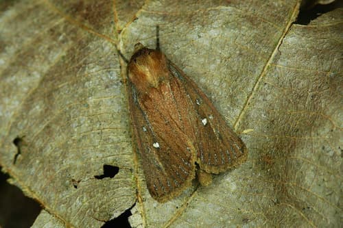 Twin-spotted Wainscot