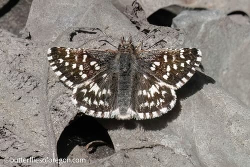 Two-banded Checkered-Skipper