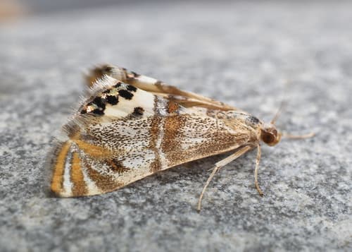 Two-banded Petrophila
