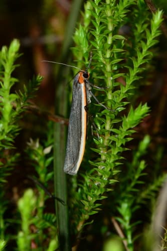 Two-ribbed Footman