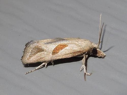 Two-spotted Eugnosta Moth