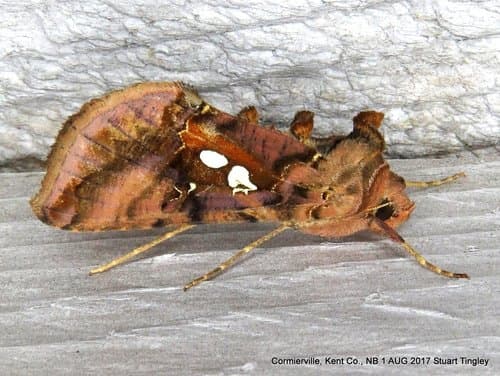 Two-spotted Looper Moth