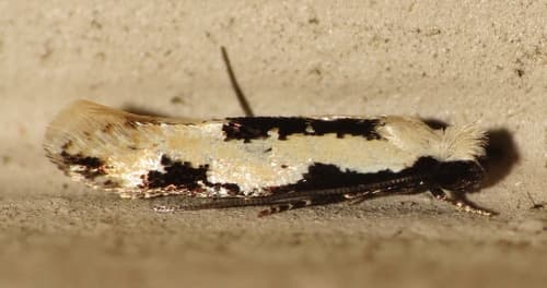 Two-spotted Mea Moth