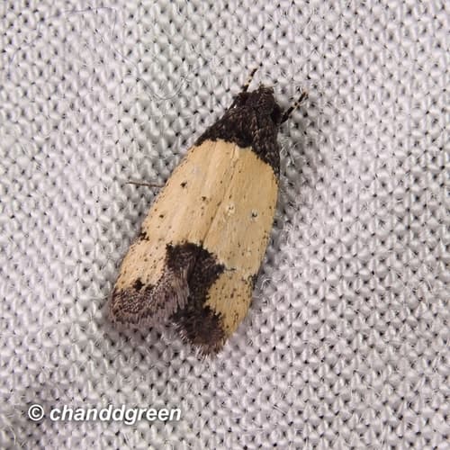 Tyrolimnas anthraconesa