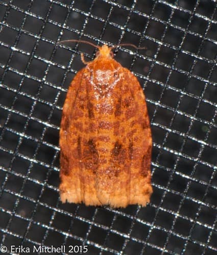 Ugly-nest Caterpillar Moth