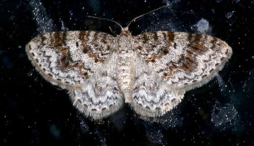 Unadorned Carpet Moth