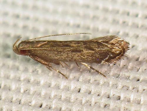 Untomia albistrigella