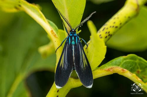 Uranophora leucotelus