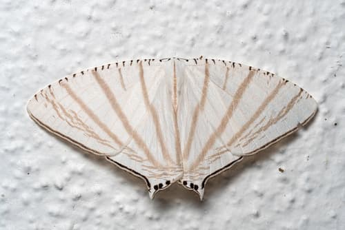 Urapteroides astheniata