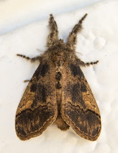 Variable Tussock Moth