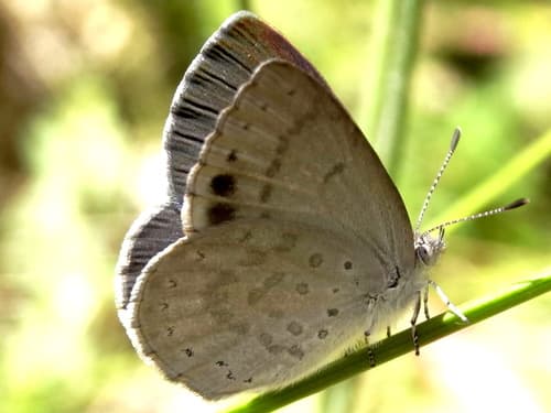 Varied Dusky-blue