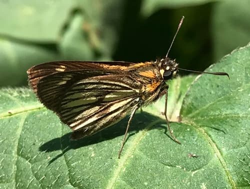 Clavicula Skipper
