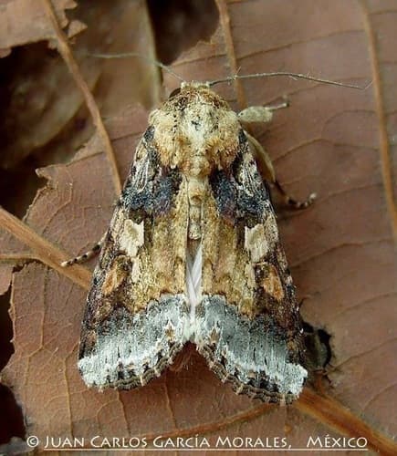 Velvet Armyworm Moth