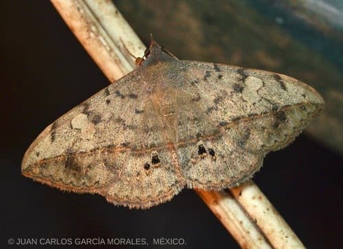 Velvetbean Caterpillar Moth