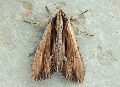 Verbascoides Apamea Moth