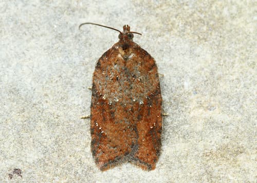 Viburnum Acleris Moth