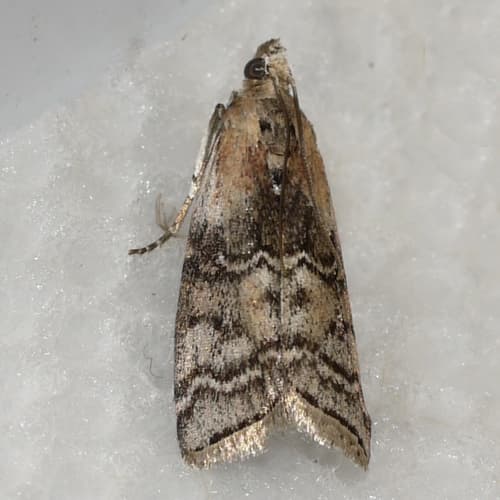 Viburnum Glyptocera Moth