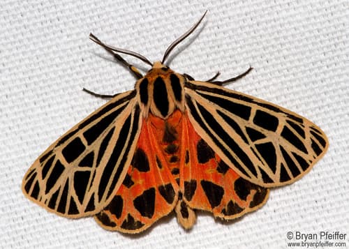 Virgin Tiger Moth