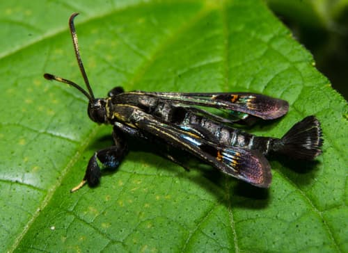 Virginia Creeper Clearwing