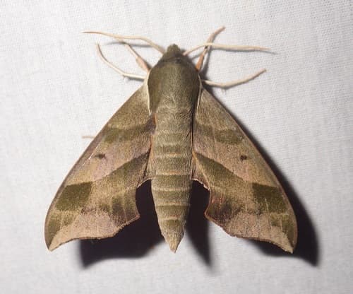 Virginia Creeper Sphinx