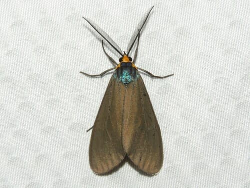 Virginia Ctenucha Moth