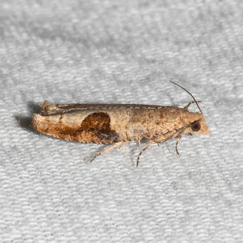 Virginia Pseudexentera Moth