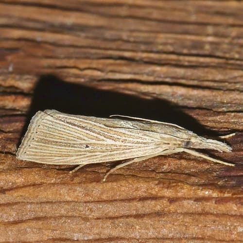 Wainscot Grass-veneer