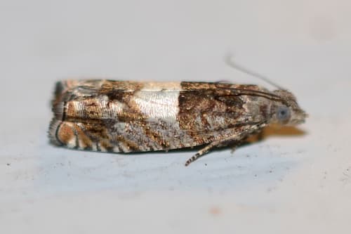 Walker's Epinotia Moth