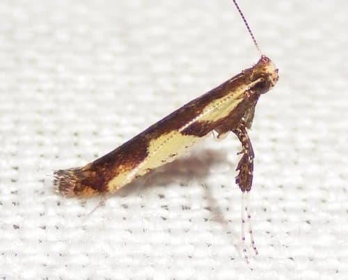 Walnut Caloptilia Moth