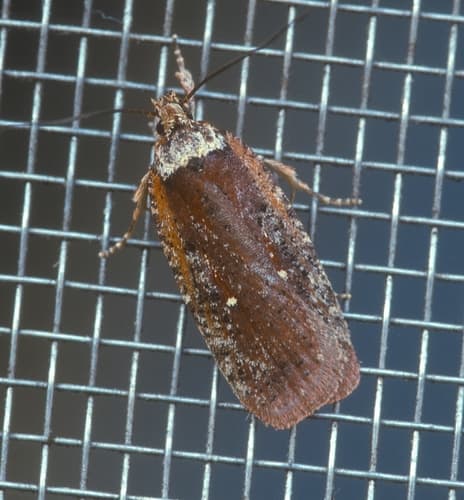 Walsingham's Agonopterix Moth