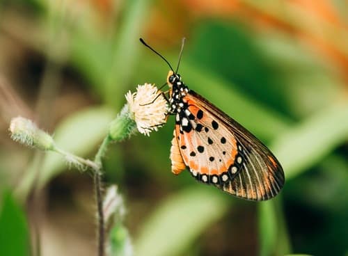 Wandering Donkey Acraea