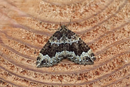 Water Carpet Moth