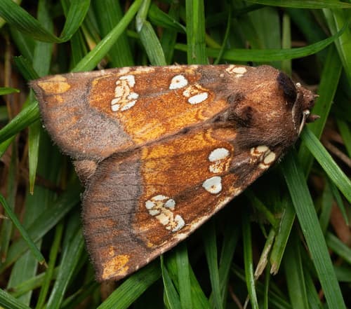 Water-hemlock Borer Moth
