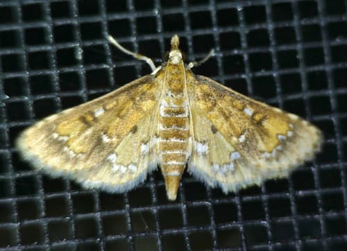 Water Hyacinth Moth