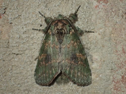 Wavy-lined Heterocampa Moth