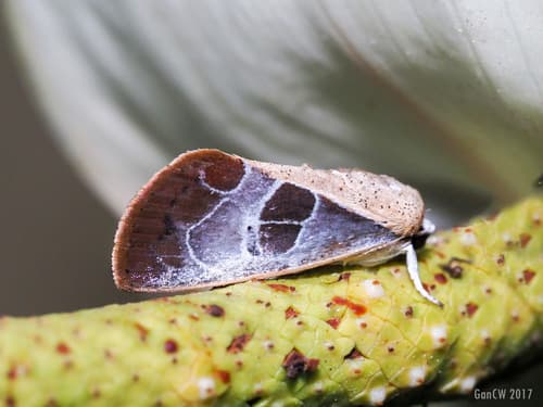 Westermannia elliptica