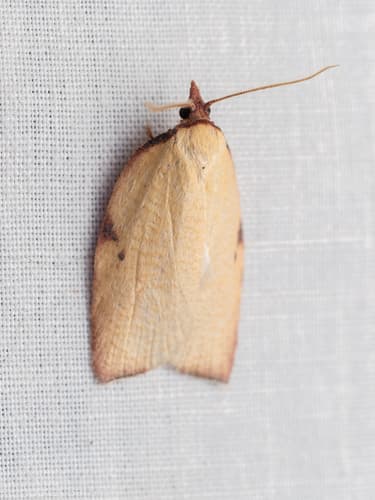 Western Avocado Leafroller Moth