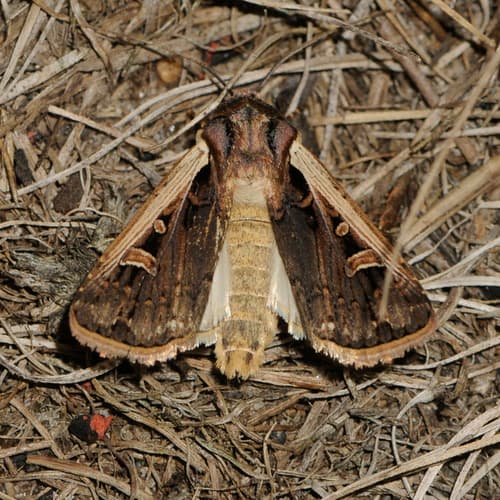 Western Bean Cutworm Moth