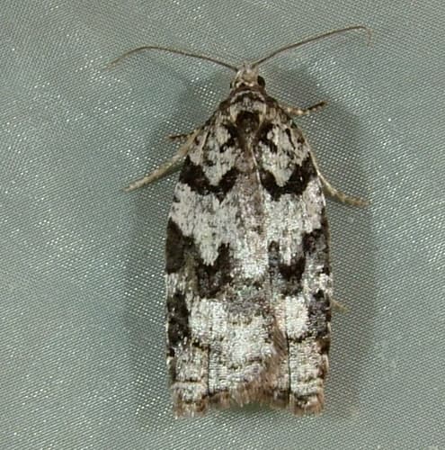 Western Black-headed Budworm