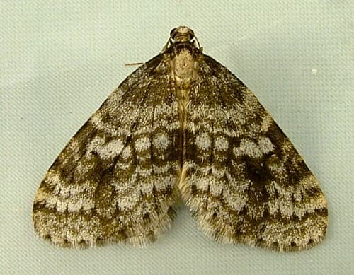 Western Bruce Spanworm