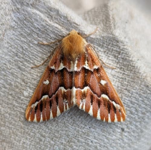 Western Conifer Looper