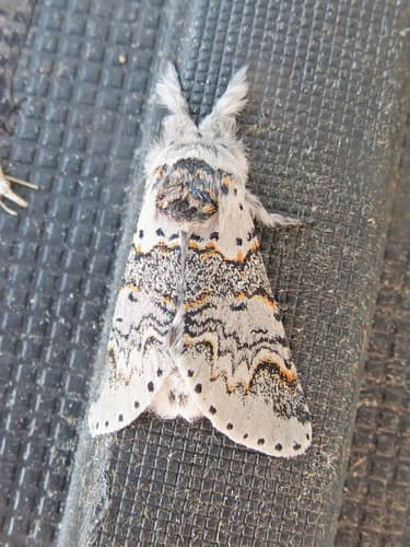 Western Furcula Moth