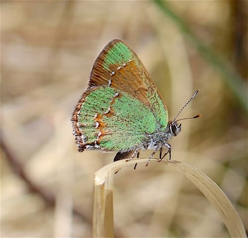 Western Green Hairstreak