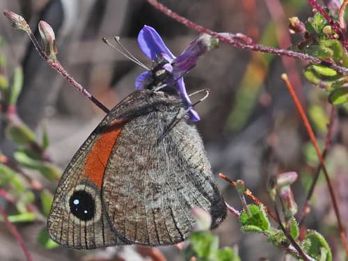 Western Hillside Brown